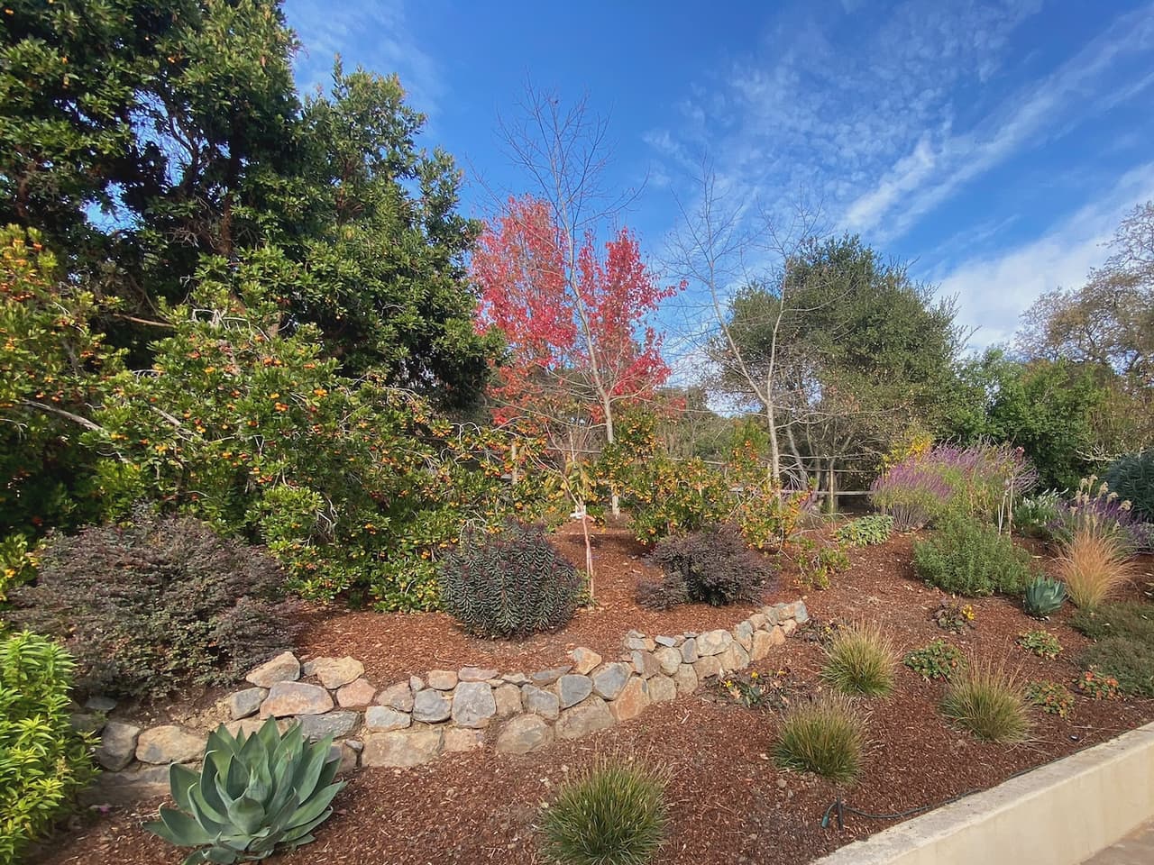A terraced hillside garden held by a dry-stacked fieldstone wall, planted with agave, grasses and a red-leafed maple.