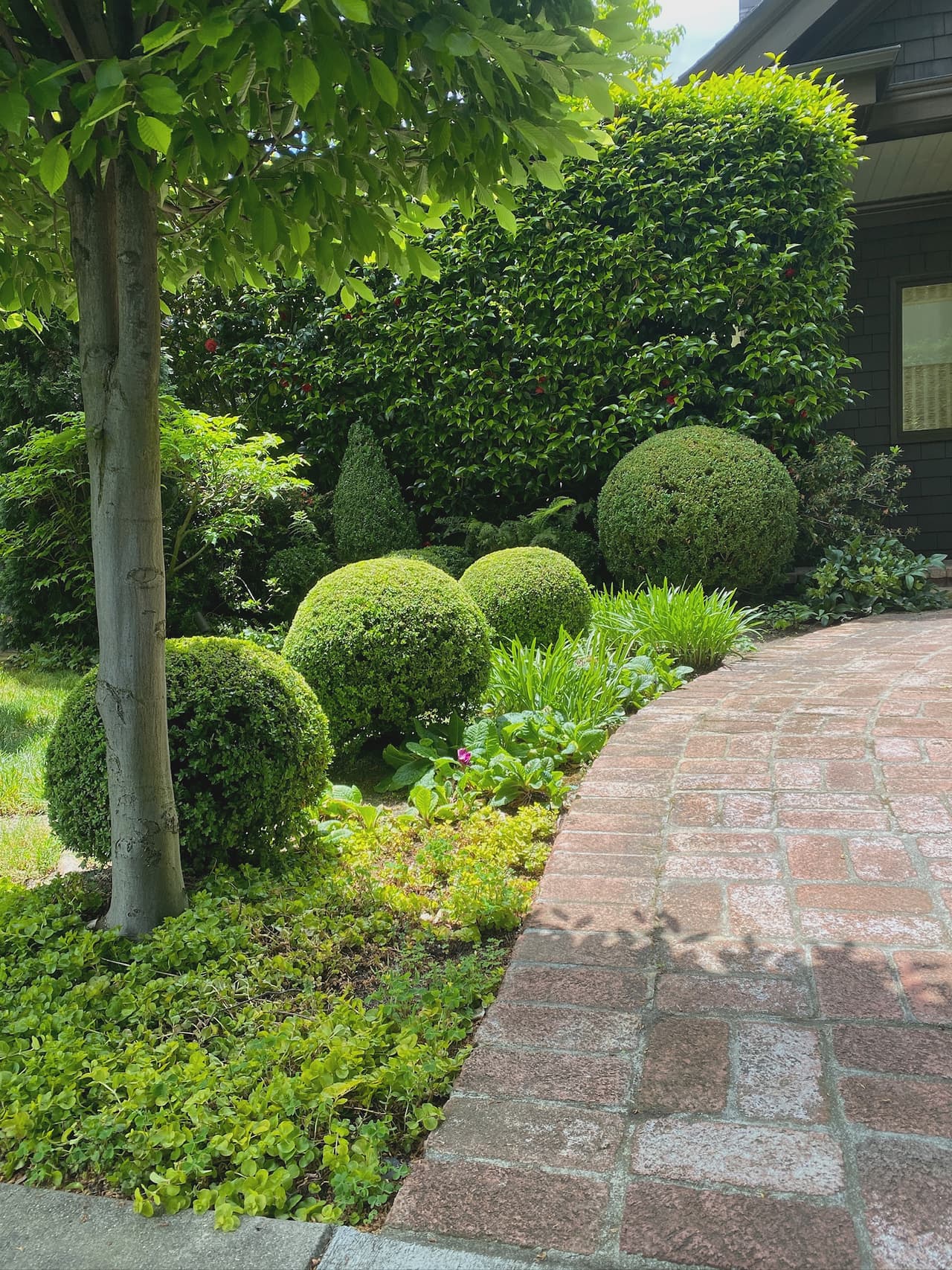 Clipped boxwood forms and low planting alongside a granite sett path under a young tree.